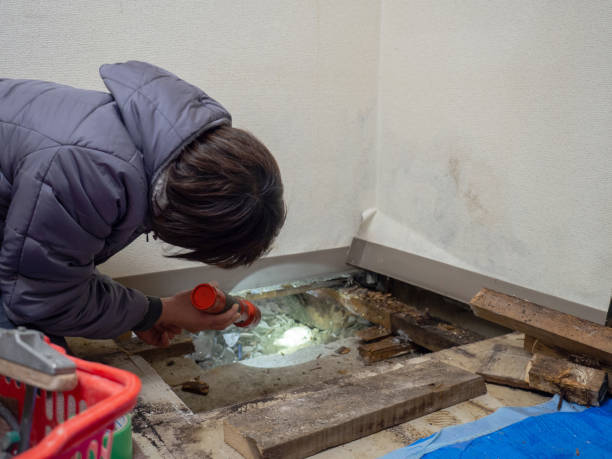 Professional Mold Removal in Lake Leann, MI